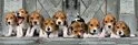 124x41 (1).webp